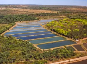 Piscicultura cresce 12,7% e coloca o Tocantins entre os quatro maiores produtores do Brasil, impulsionado por políticas públicas e inovação